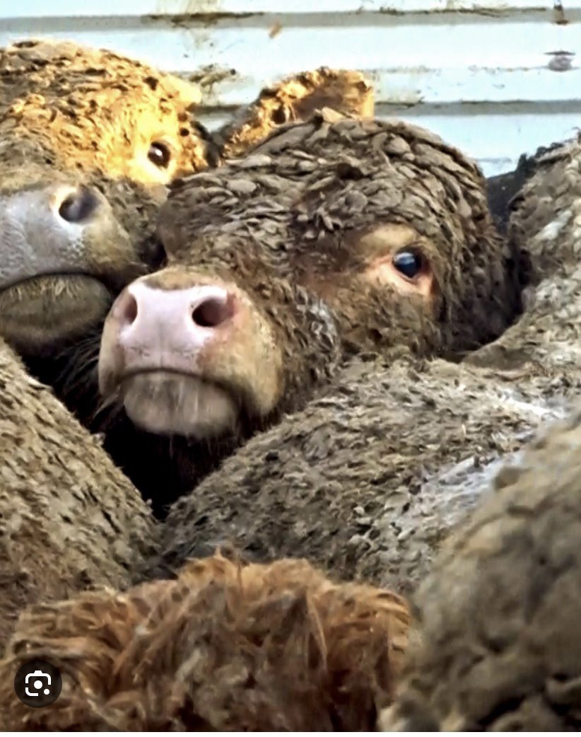 Irish cattle. Not quite what <a href="/Bordbia/">Bord Bia - The Irish Food Board</a> @NDC want the public to see 
It is living hell and it’s just not ok #BanLiveExports <a href="/McConalogue/">Charlie McConalogue</a>