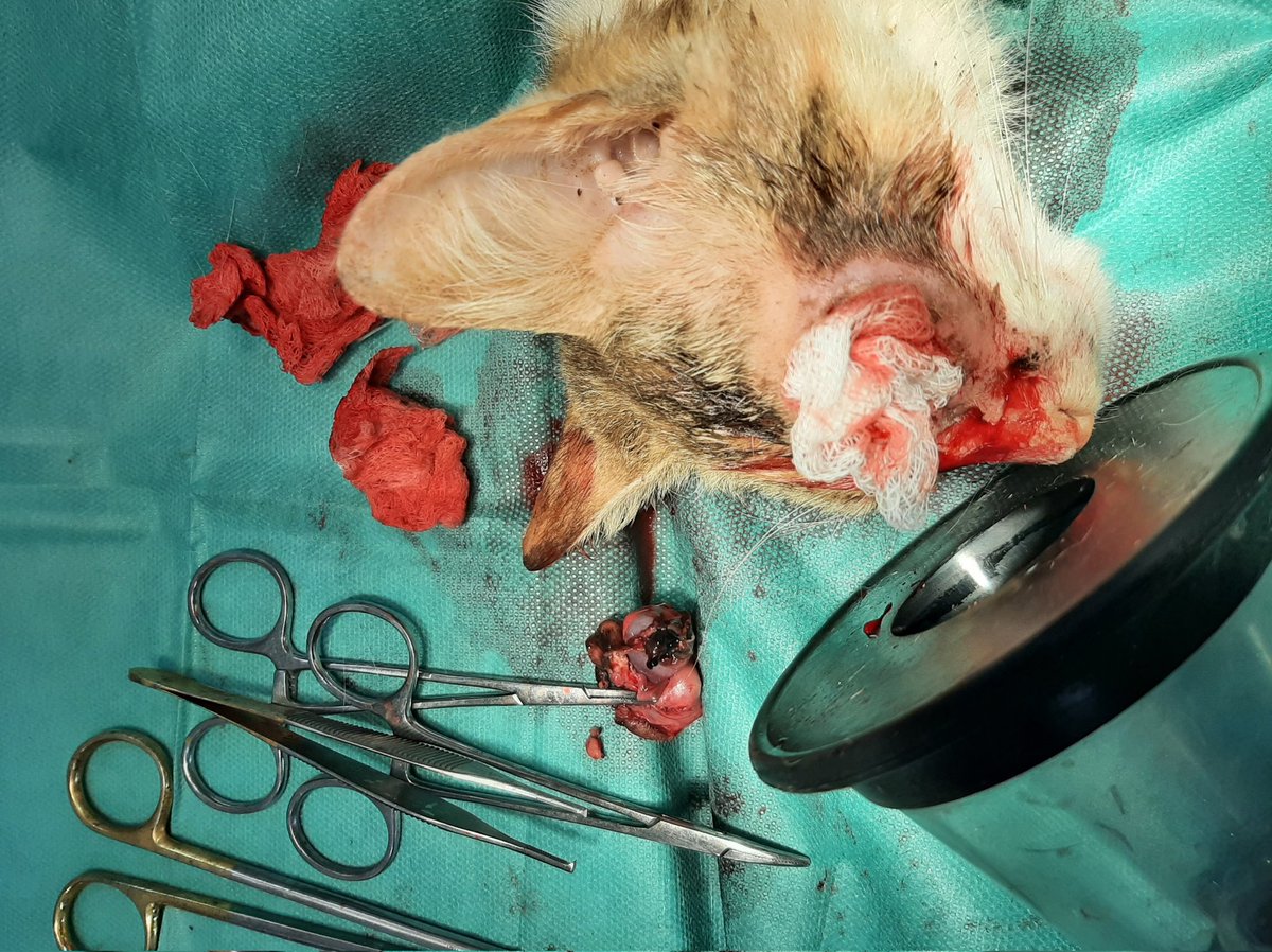 Zaubermaus57's tweet photo. Diesem armen Geschöpf musste nach einem Kampf ein Auge entfernt werden. Ich bitte dringend um Hilfe bei den OP und klinikkosten. Wer helfen möchte Paypal Account zaubermaus57@gmail.com Rt wäre nett Dankeschön es wächst mir momentan über den Kopf https://t.co/ZaUyym6R2q