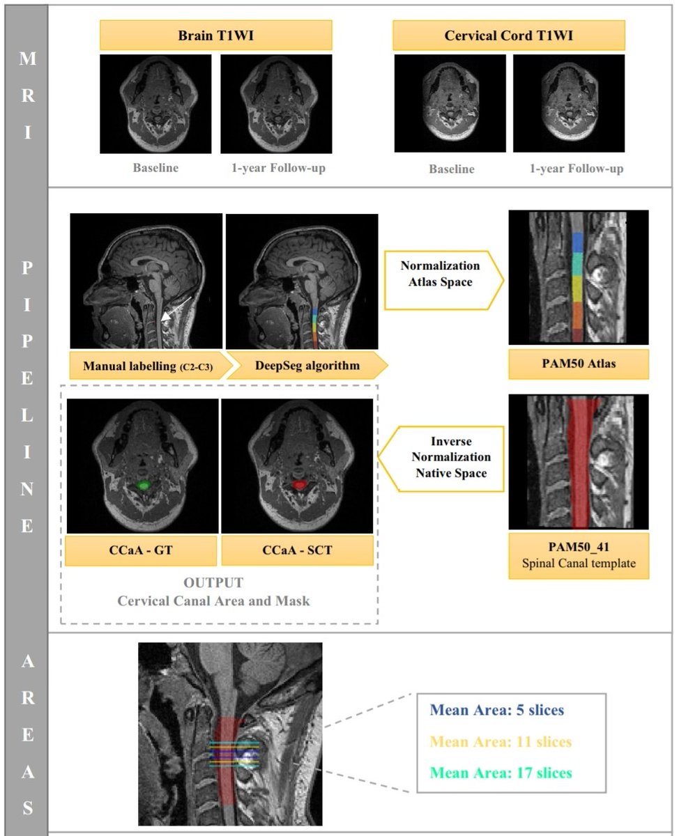 Neus Mongay-Ochoa tweet media