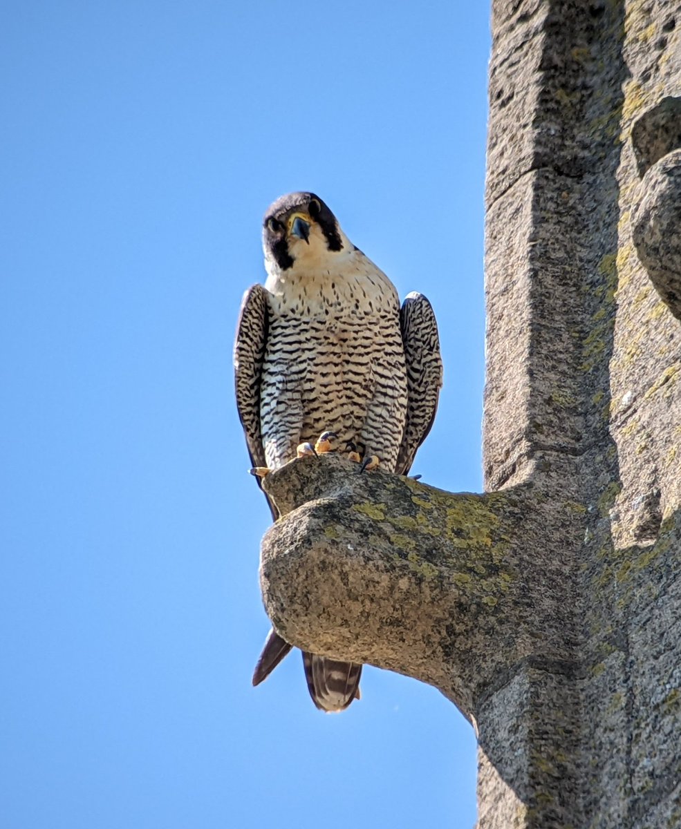 What magnificent birds Peregrine falcons are.So lucky to have them breeding on a church near me.