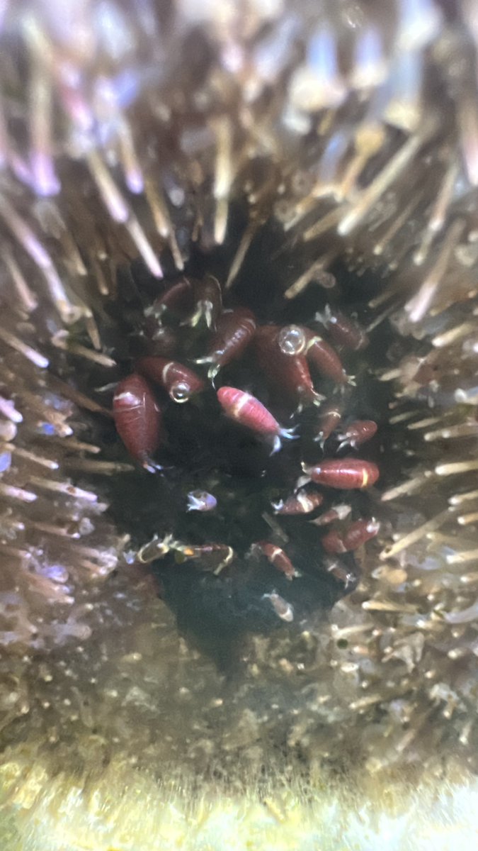arikasetu's tweet photo. あれ、バフンウニのアークリアクター（※輝く口器）が消えてる…

あれ？
ん……？
え？？？？？？

ｷ ﾐ ﾀ ﾁ ﾀﾞ ﾚ ‼︎‼︎‼︎‼︎‼︎‼︎‼︎ https://t.co/0oTlsUyggM