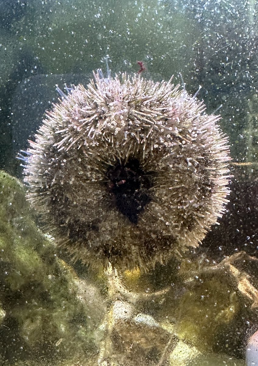 arikasetu's tweet photo. あれ、バフンウニのアークリアクター（※輝く口器）が消えてる…

あれ？
ん……？
え？？？？？？

ｷ ﾐ ﾀ ﾁ ﾀﾞ ﾚ ‼︎‼︎‼︎‼︎‼︎‼︎‼︎ https://t.co/0oTlsUyggM