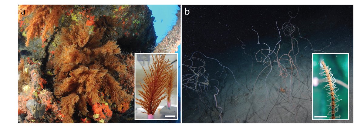 J_Therm_Biol's tweet photo. Featured article: Godefroid et al. https://t.co/XUtNEHfOZD

Higher daily temperature range at depth is linked with higher thermotolerance in antipatharian coral from the Canary Islands.

@GodefroidMathi1, @fernando_tuya, @ULBDBO, @ULBSciences, @ECOAQUA_IU, @ULPGC, @ulpgcresearch https://t.co/RJNQeXChPN