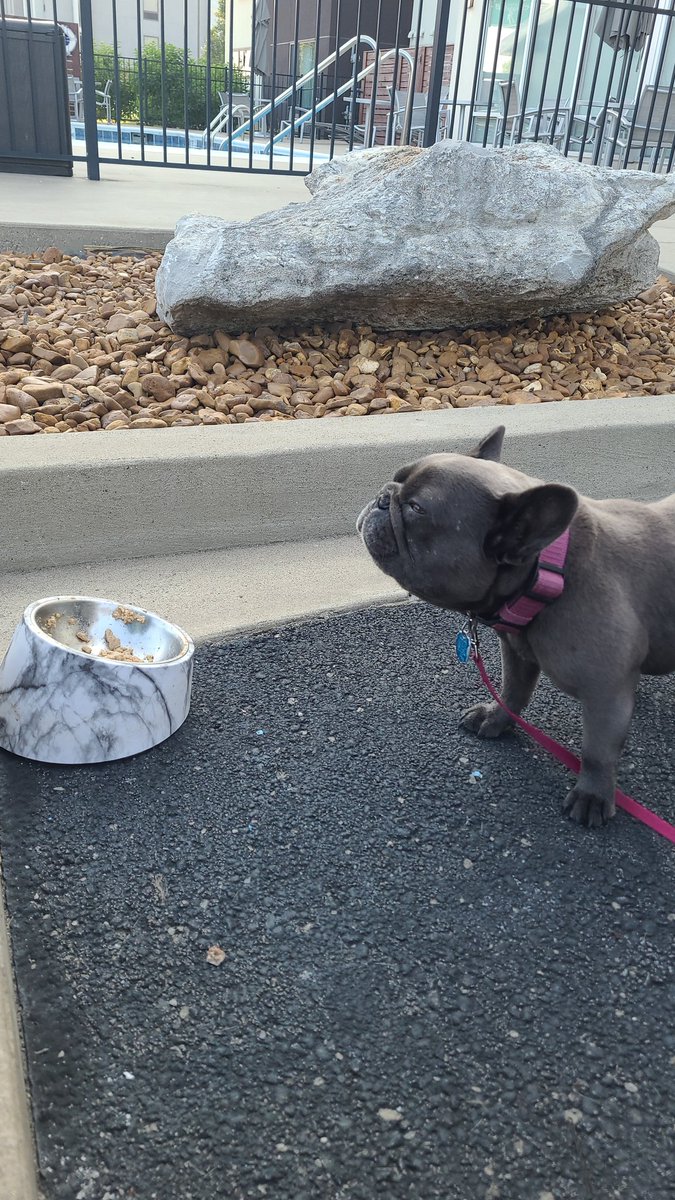 Yoshi has decided that the hotel elevator is a Thing of Evil™️ so we are having breakfast in the parking lot. One more day of driving. @TheTattooedProf
