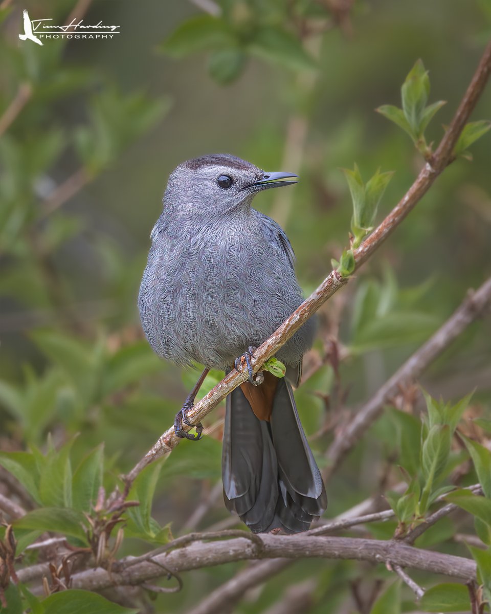 Gray Catbird | Digby, NS
#birdphotography #birds #birding #BirdTwitter #birdwatching #TwitterNatureCommunity #TwitterNaturePhotography #NaturePhotography