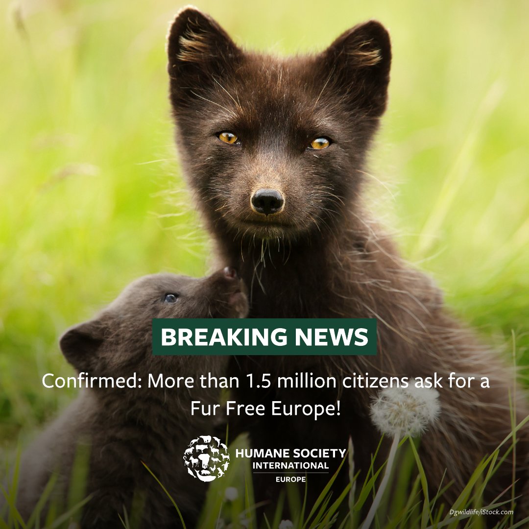 A #furfree future is possible: 1,502,319 validated signatures were officially submitted to the @EU_Commission , calling on the EU to ban fur farming and the placement of farmed fur products on the market once and for all!
#HSIEurope #FurFreeEurope