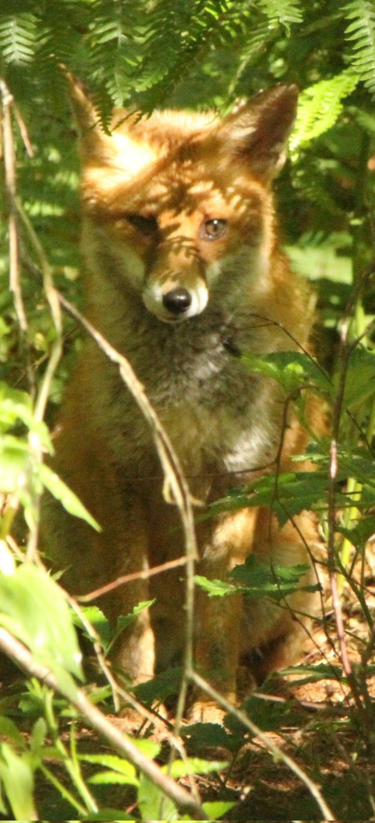 Fox in Lings Woods, Northampton today. Beautiful creature.