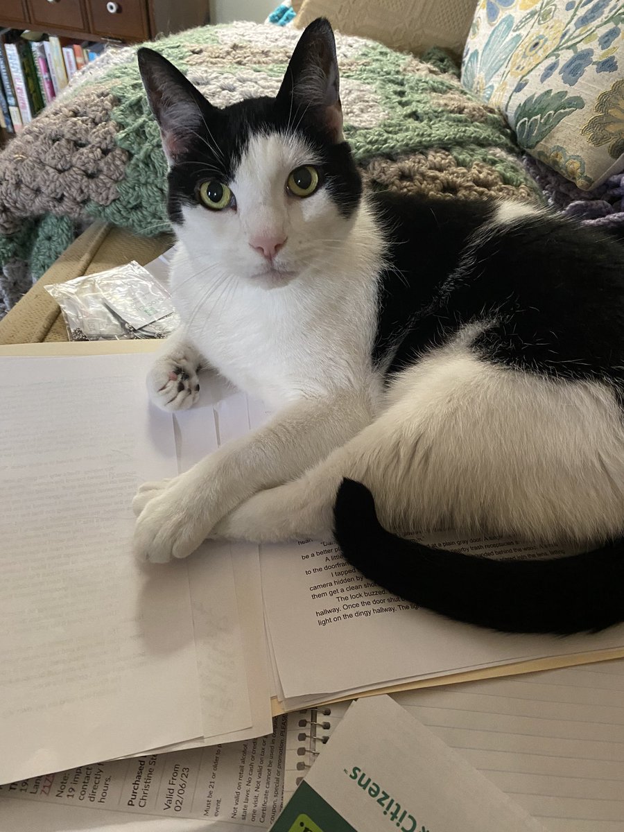cestokes314's tweet photo. Writers block comes in all forms. This is my current block. I need the notes Icky has decided to sleep on. 

#writersblock #writing #cats https://t.co/e1ATjwKQMa