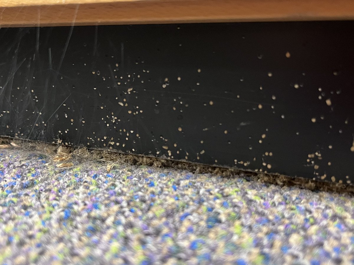 HistoryonicsUK's tweet photo. Q. In a museum full of hairy, furry, feathered objects, where did we find clothes moths?

A. Living on old wool carpet under a large book case. Carpet fitters had cut round bookcase to fit new synthetic material but left the old in place underneath.

#attentiontodetail https://t.co/9Zoollo6Md
