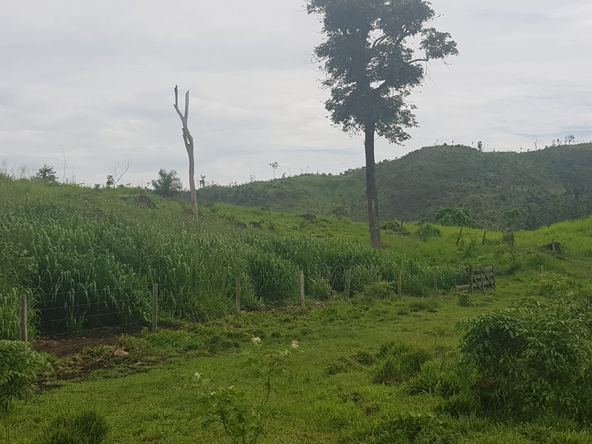 BusinnesLCR's tweet photo. 🌾🏞️ Fazenda de duplo propósito em São Félix do Xingu, Pará. 5.043,28 hectares, pecuária e agricultura. Infraestrutura completa e documentação em dia. R$ 19.828,37/ha. Entre em contato: (62) 9 9999-4018 🐄🌳 https://t.co/nqV5q0UAmc