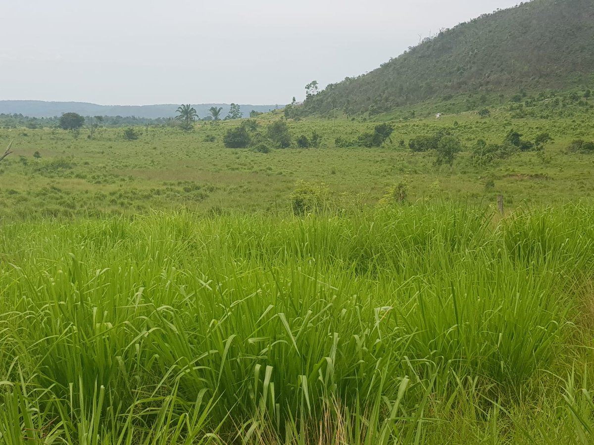 BusinnesLCR's tweet photo. 🌾🏞️ Fazenda de duplo propósito em São Félix do Xingu, Pará. 5.043,28 hectares, pecuária e agricultura. Infraestrutura completa e documentação em dia. R$ 19.828,37/ha. Entre em contato: (62) 9 9999-4018 🐄🌳 https://t.co/nqV5q0UAmc