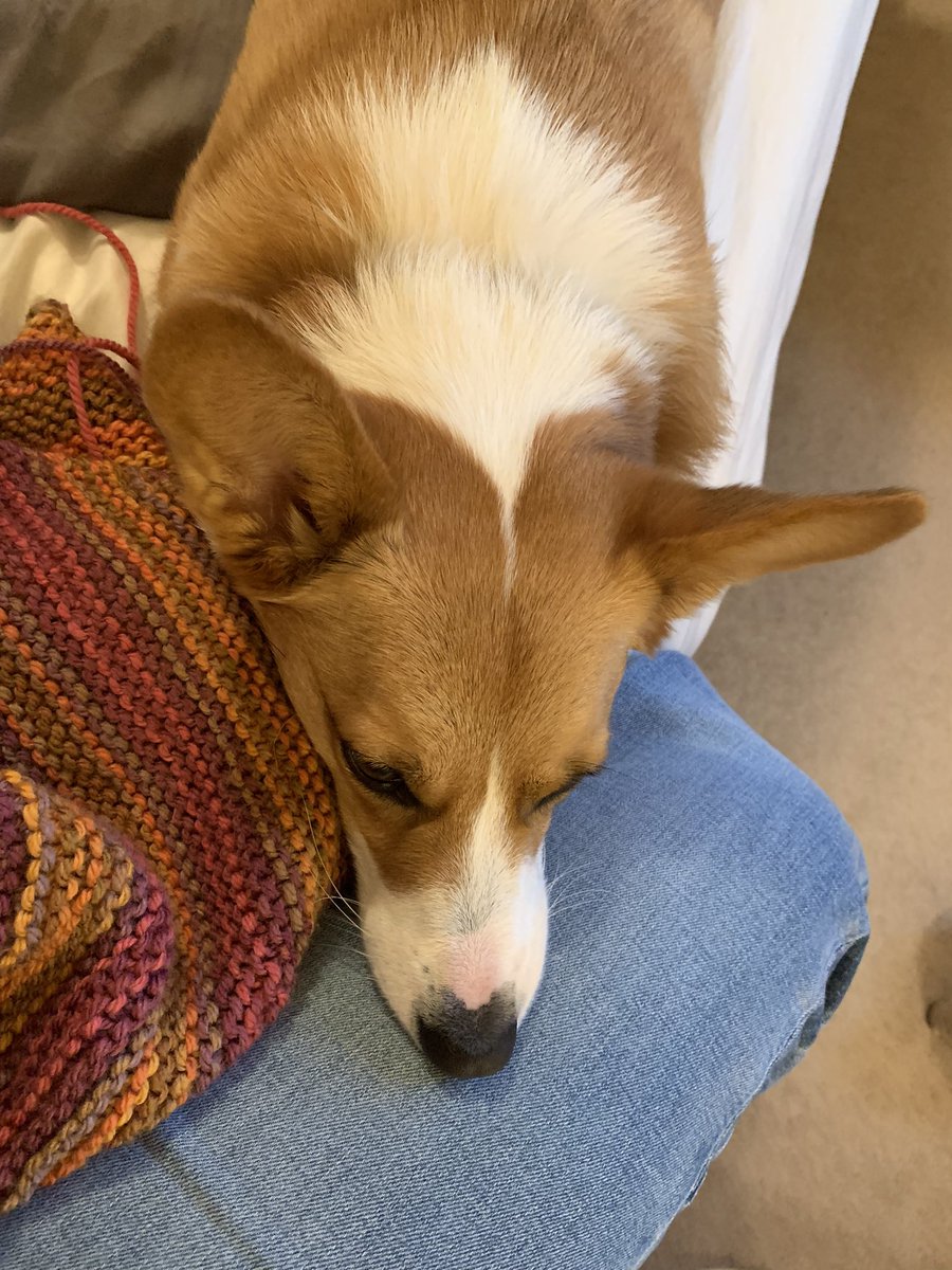 Corgi_Lovers0's tweet image. So cute #Corgi