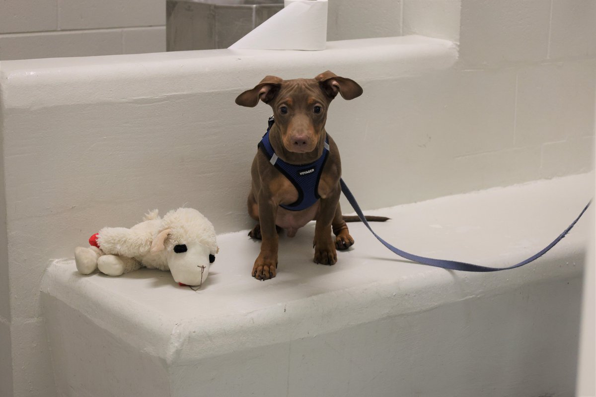 myclearwaterPD's tweet photo. Meet Connor, our first "K-9 For A Day" from @HumanePinellas. We're trying to help them find fur-ever homes for their cute puppers. Connor is 5 months old and available for adoption starting today! He's adorably sweet and loves people and other dogs. https://t.co/CLuVico7lO