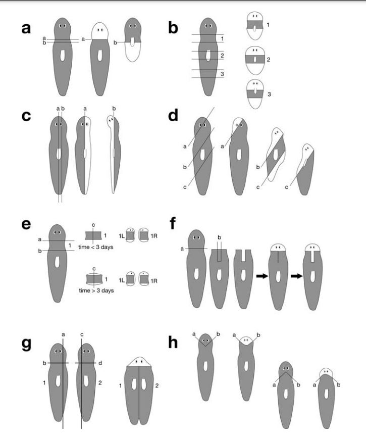 まじめな論文の図だし過酷な実験なのに、どうしてもかわいく見えてしまうプラナリアを思い出してた