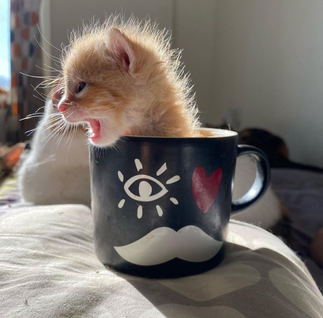 kit-tea