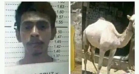 In Saudi a Pakistani was arrested for seIIing his own Urine as “Camel Urine”.

lsIamists believe camel Urine can be used as medication!