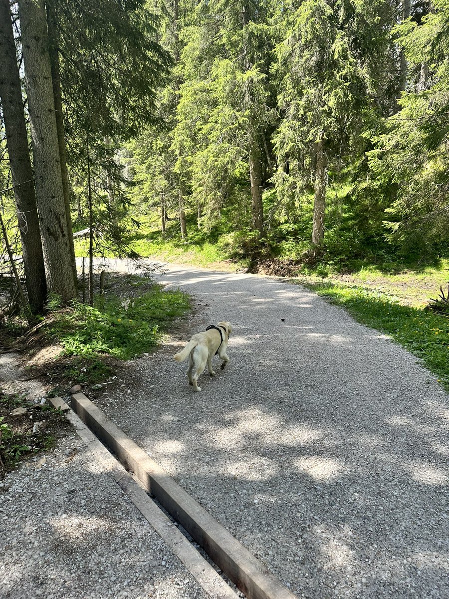 Wanderung zur Käserei. Man hat es verständlicher Weise eilig.