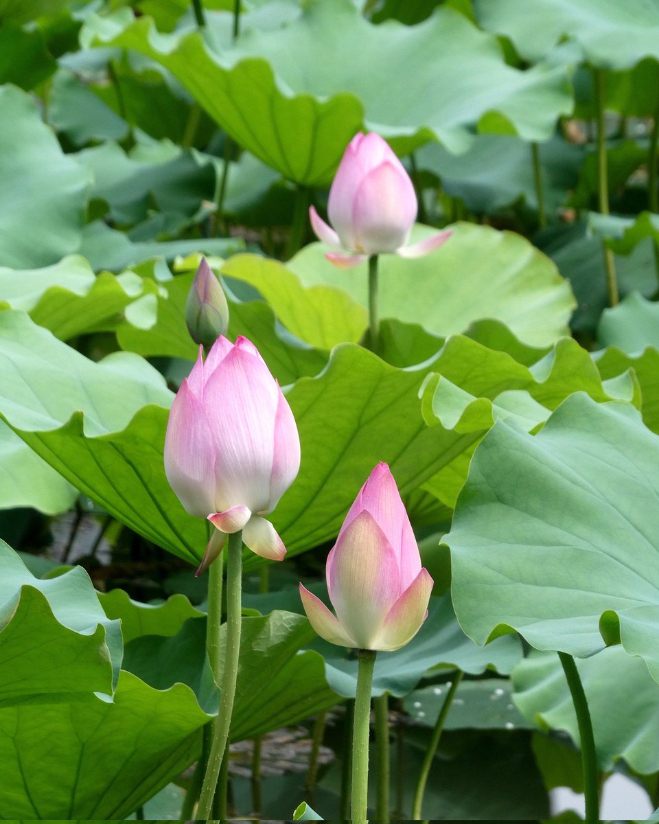 hychan0610's tweet photo. 含苞待放⑷。。。 #荷花 #蓮花 #lotus #花 #花卉 #flowers #花卉攝影 #flowerphotography #植物攝影 #plantphotography #panasonictz95 https://t.co/2ss4rQwAZF