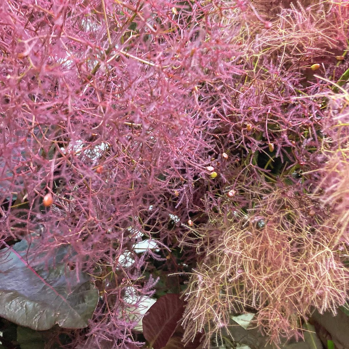SHOParcobaleno's tweet photo. #スモークツリー✴︎#Cotinus coggygria/学名
属性:ウルシ科/コティヌス属
原産地:ヨーロッパ・ヒマラヤ
英名:#smoketree
和/別名:#煙の木・霞の木・白熊の木
#花言葉:賢明・煙に巻く・賑やかな家庭
語源:花穂が煙のように見えることに由来
✴︎雄雌異株
#フワフワ #モコモコ ❤︎#CUTE #dried https://t.co/2Q0ns707Xo