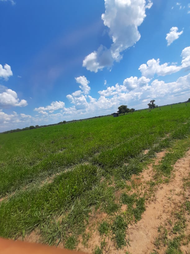 BusinnesLCR's tweet photo. 🌾🏞️ Fazenda em São Félix do Araguaia/MT. 8.599,68 hectares, 4.000 ha para agricultura. Infraestrutura completa e documentação em dia. R$ 100.000.000,00 (porteira aberta). Entre em contato: (62) 9 9999-4018 🐄🌳 https://t.co/l6CHjKWbVN