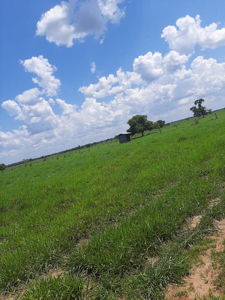 BusinnesLCR's tweet photo. 🌾🏞️ Fazenda em São Félix do Araguaia/MT. 8.599,68 hectares, 4.000 ha para agricultura. Infraestrutura completa e documentação em dia. R$ 100.000.000,00 (porteira aberta). Entre em contato: (62) 9 9999-4018 🐄🌳 https://t.co/l6CHjKWbVN