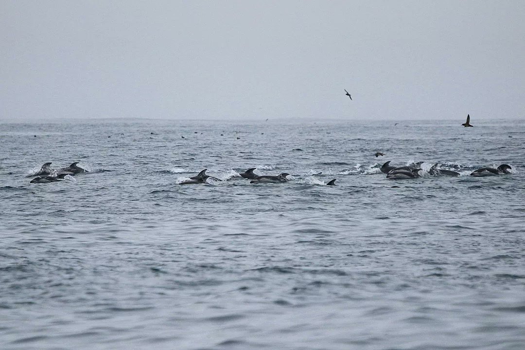 Yesterday I said goodbye to Mutsu Bay again (hopefully only for a year) & arrived in Miyagi for our Pacific Ocean side research. Today we did a 10 & a half hour survey 😅 We were treated to a huge group of around 400 #dolphins or more travelling together in close proximity ©MBDR
