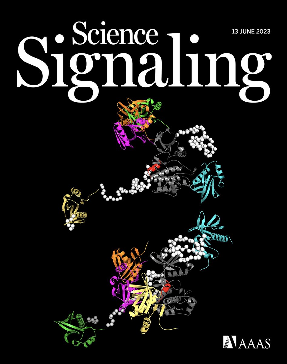 ¡Publicamos un nuevo paper y es tapa! 
El grupo Biología química de mecanismos regulatorios
@biondi_lab acaba de salir en @scisignal con un trabajo sobre la estructura de PDK1, una quinasa involucrada en el desarrollo del cáncer. 
#ScienceSignaling 
👏👏