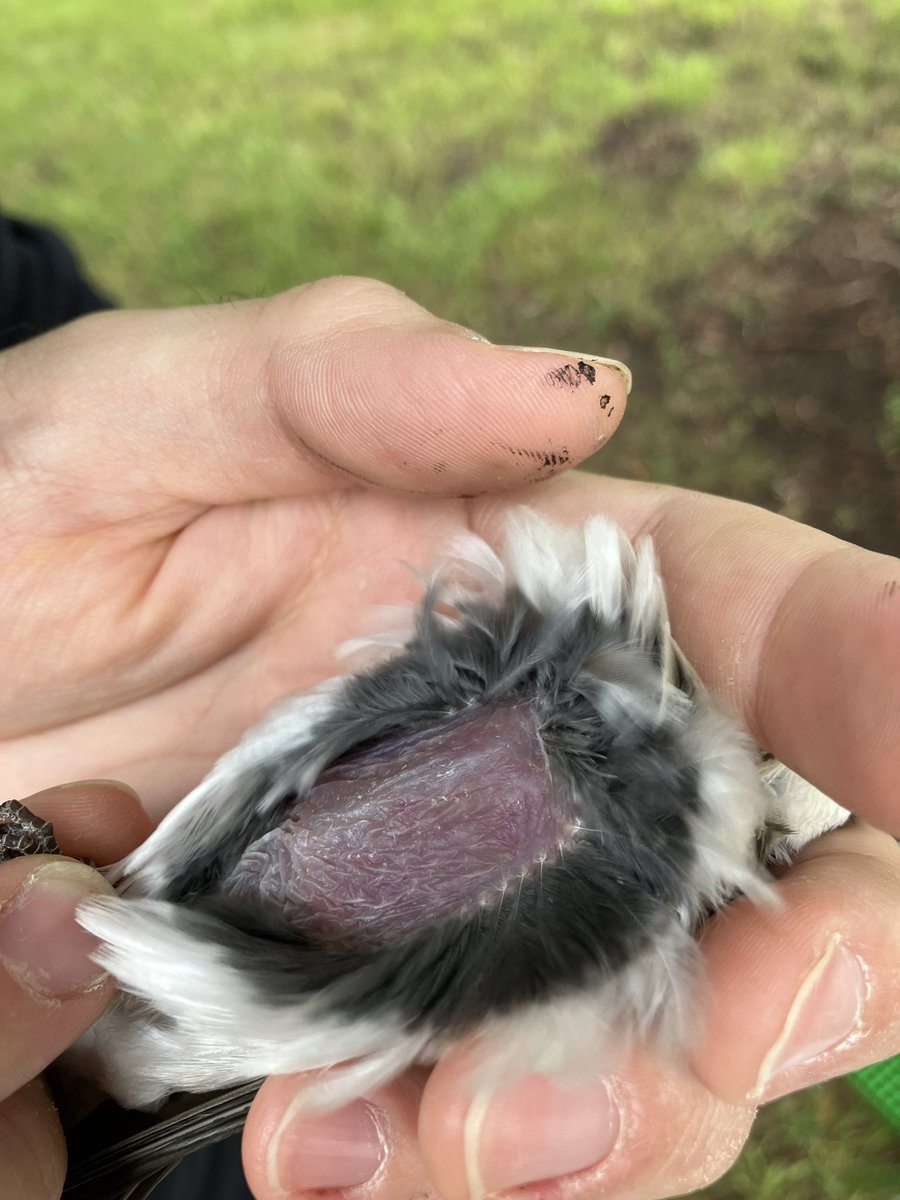 RattleCall's tweet image. Got her! (With permits)