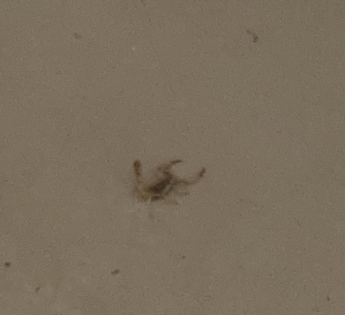 tessabrunton's tweet photo. I’m out in the desert right now and was sooo relieved to get a break from the summer wolf spider invasion in the woods of Santa Cruz, only to almost step on this guy coming out of the shower 😅 https://t.co/qm4ZISfP5N
