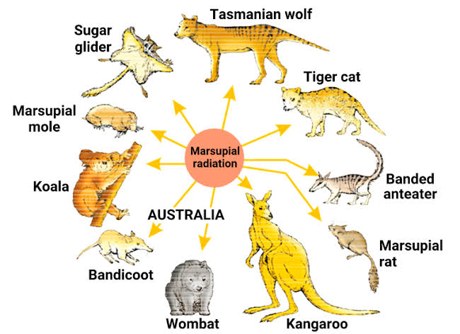 UPSC Prelims 2023 has asked about Marsupials.

What are Marsupials?
- Marsupials are the group of mammals commonly thought of as pouched mammals
 (like the wallaby & kangaroo). 
They give live birth, but they do not have long gestation times like placental mammals.

NCERT biology