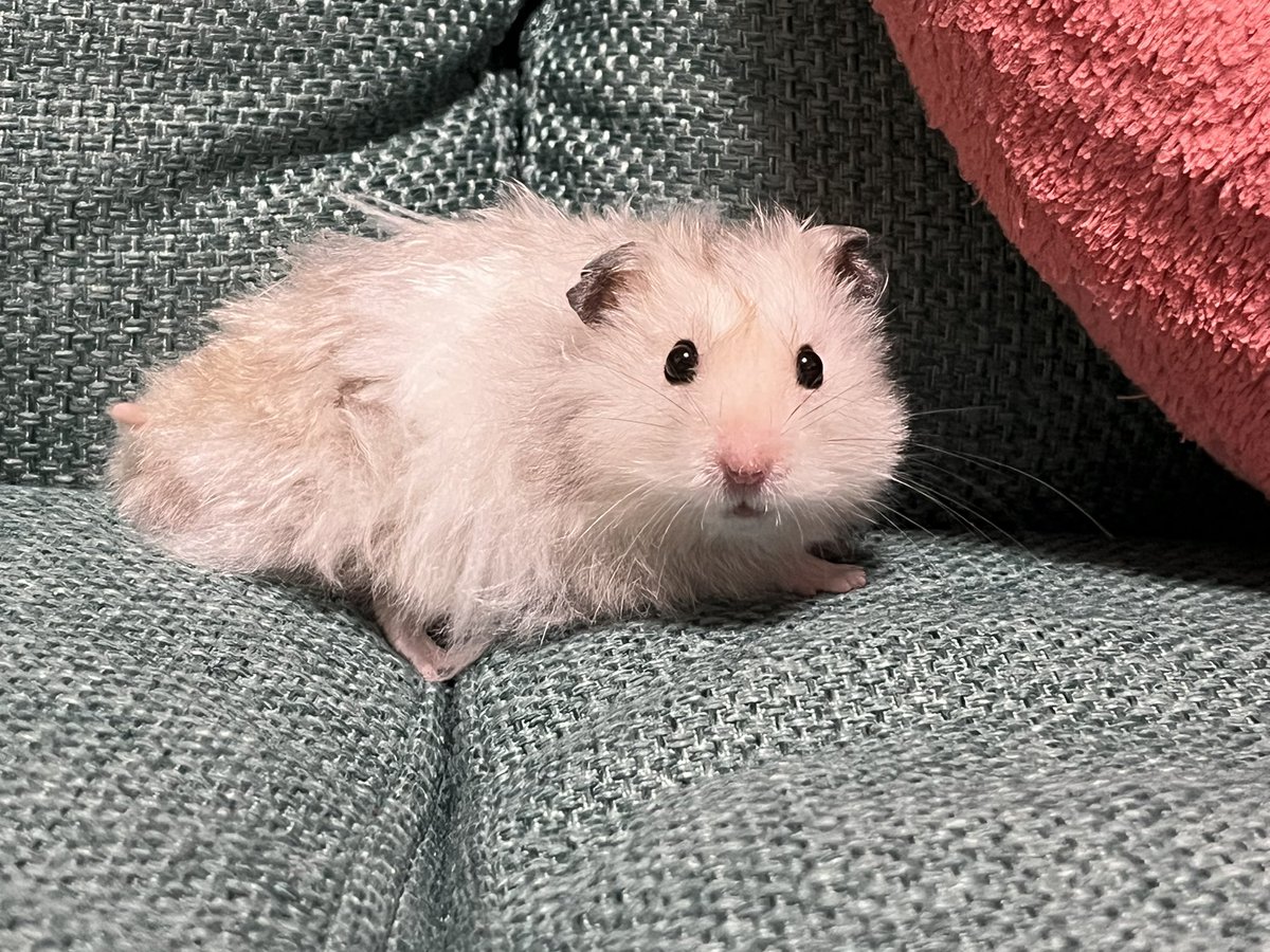 うちのシロクマ