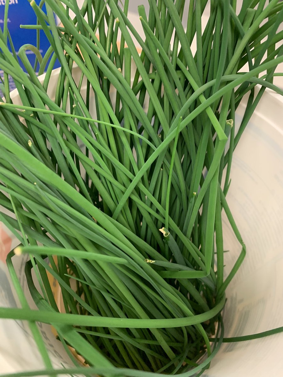 murphyak5's tweet image. Taking the veggies the students grew last year, harvested and froze and we are making a pasta sauce for the grade 8 classes tomorrow. Even the herbs were grown by Gators. #FarmToCafeteria @SucSeedCanada #LearningToCook #Sustainability @Gators5FI @GretnaG