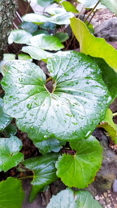 星野るなのTwitter画像19