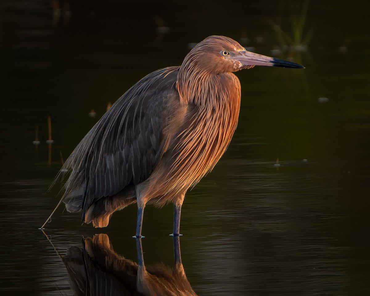 Reddish Egret 
#photography #NaturePhotography #wildlifephotography #thelittlethings