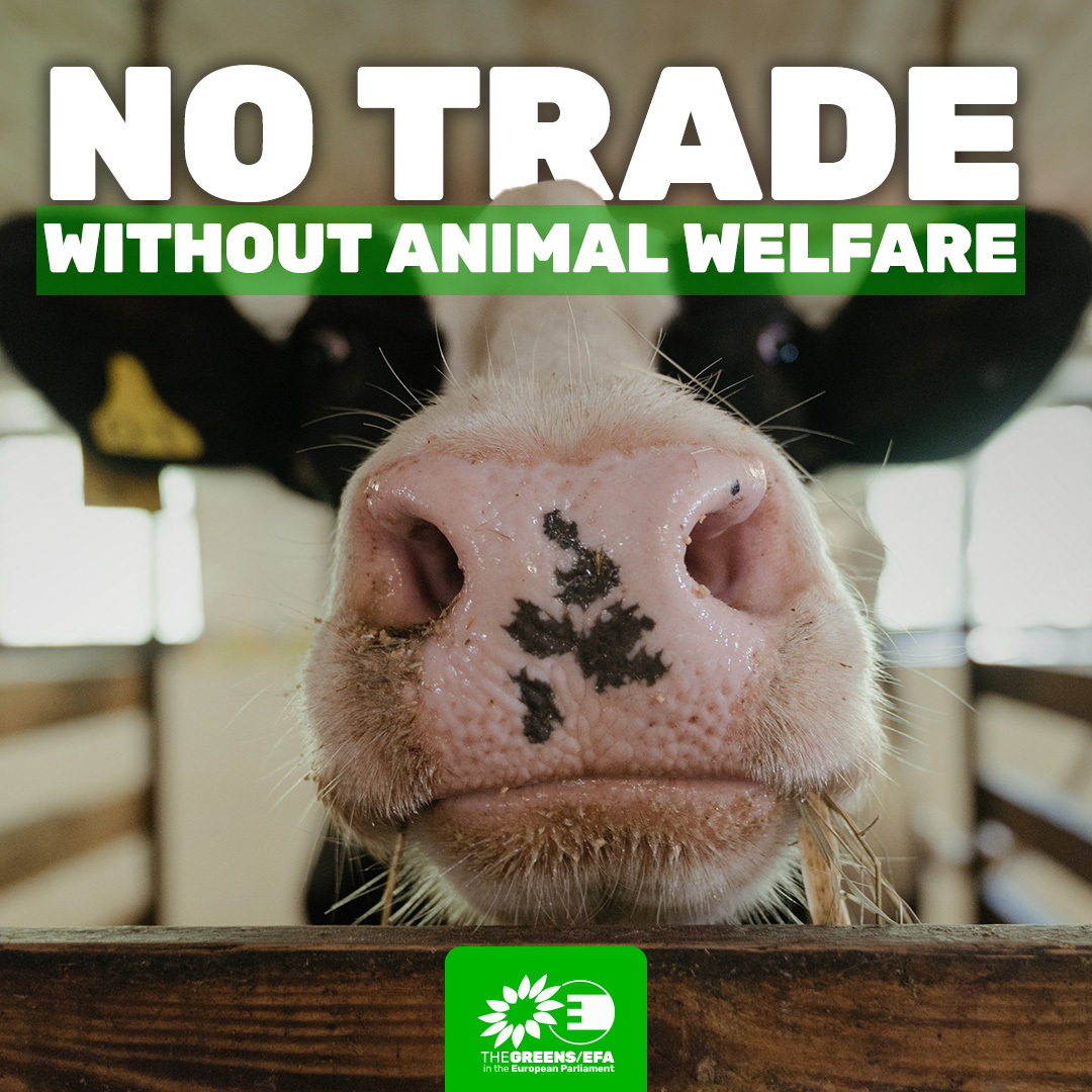 On #BanLiveExports Awareness day, we say NO to trade deals like #EUMercosur as it is comes with increased exports of live animals & animal products.

We can't agree to a trade-off at the expense of animal welfare, that needs strong rules & audits.

More ➡️greens-efa.eu/en/campaigns/m…