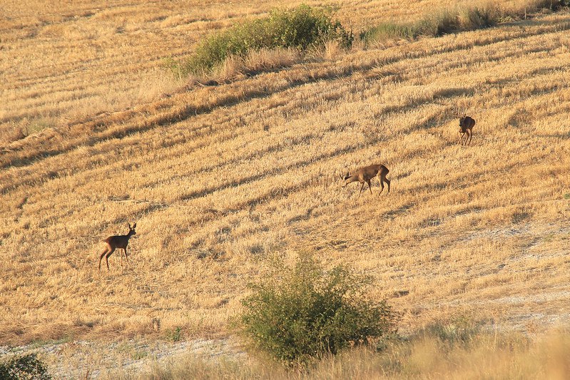 DeerHourly tweet media