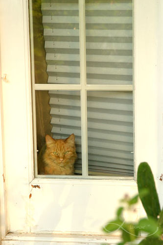 Cat Photo Every Hour (@catphotobot) on Twitter photo 