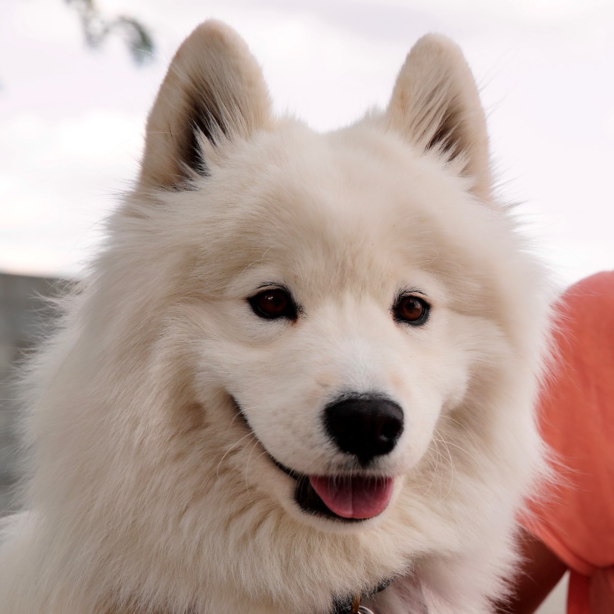 Alexandra Levick tweet media