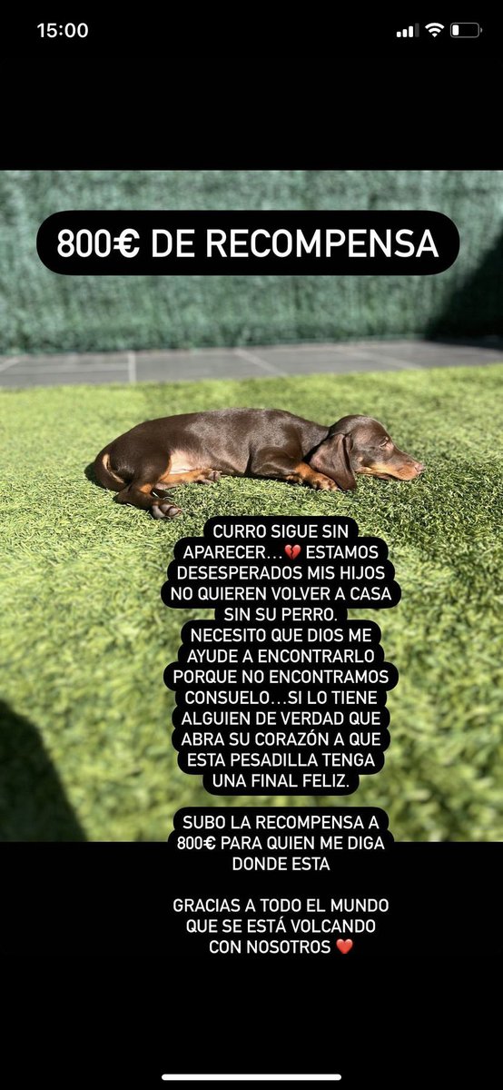 Hemos subido a 800 euros la recompensa, ya no sabemos qué hacer 💔 Estoy muy convencida de que mi Curro lo tiene alguien.. no hay calle por la que no se ha buscado.. por favor necesitamos a Curro en casa 😔🙏🏼
