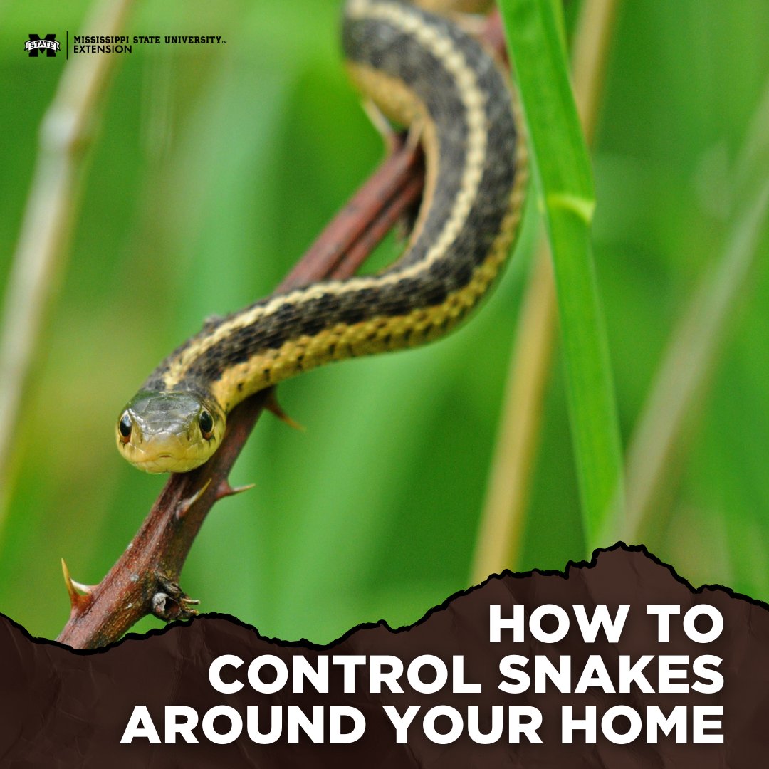 Need some tips about controlling snakes around your home? We've got you: ow.ly/3gM850OA8HV #LearnWithExtension #MSUext 🐍