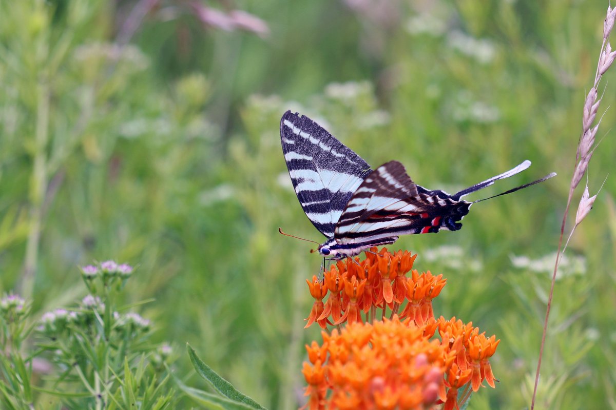 We've been seeing a bunch of butterflies lately! Some recent sightings include monarchs,  tiger swallowtails, zebra swallowtails and more. Which butterflies have you been seeing?

📷 USFWS
