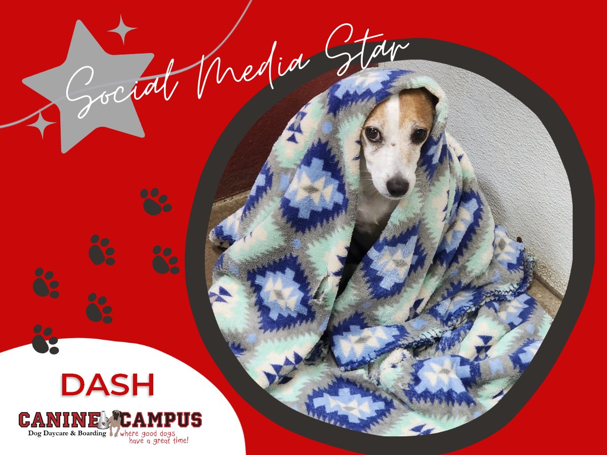 🌟 Meet Dash, this week’s Canine Campus social media star! 🌟 🎉🐶#WeHaveTheCutestDogs #SocialMediaStar #HappyDogs #WeLoveDogs #DogDaycare #DogBoarding #ColoradoSprings