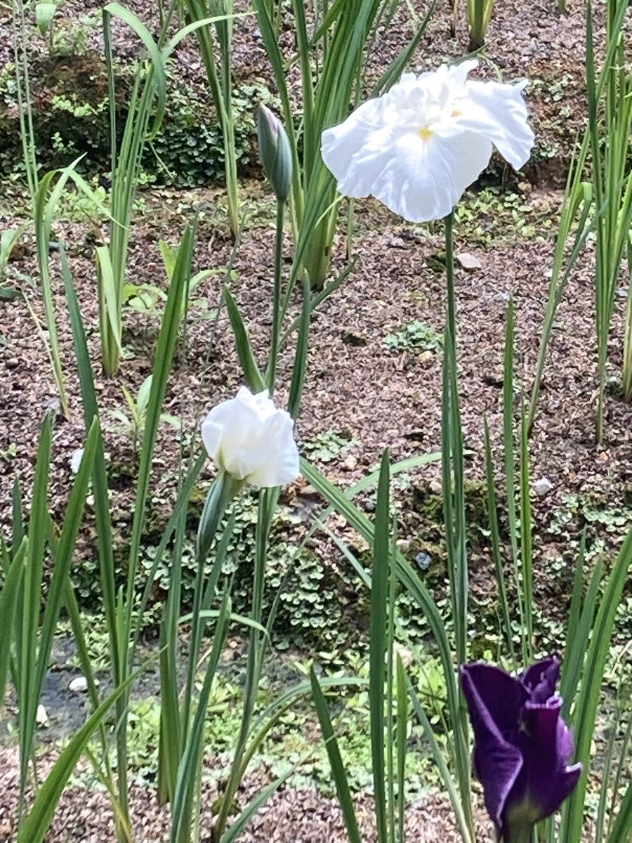 yuichi_GI's tweet photo. 富山県砺波市・頼成の森で開催中（6/9-18)の「花しょうぶ祭り」。南北に細長く伸びた敷地に様々な品種の花しょうぶが咲き誇ります。

奥までは下の花畑を通って
帰りは上の遊歩道から入り口まで戻ってくるのがオススメ。

#富山観光 #砺波市 #花しょうぶ https://t.co/6SI2sBeFRQ