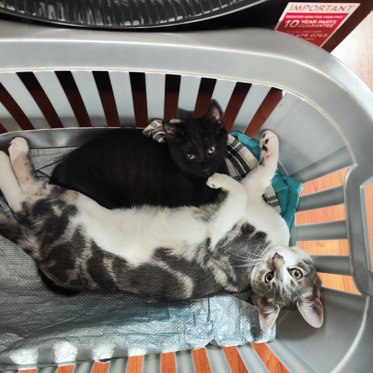 RJSissons's tweet photo. @Foster_Fluff Pearl says hello....seen here with Goose. #kitten #CatsOfTwitter https://t.co/WKF8GBoLGB