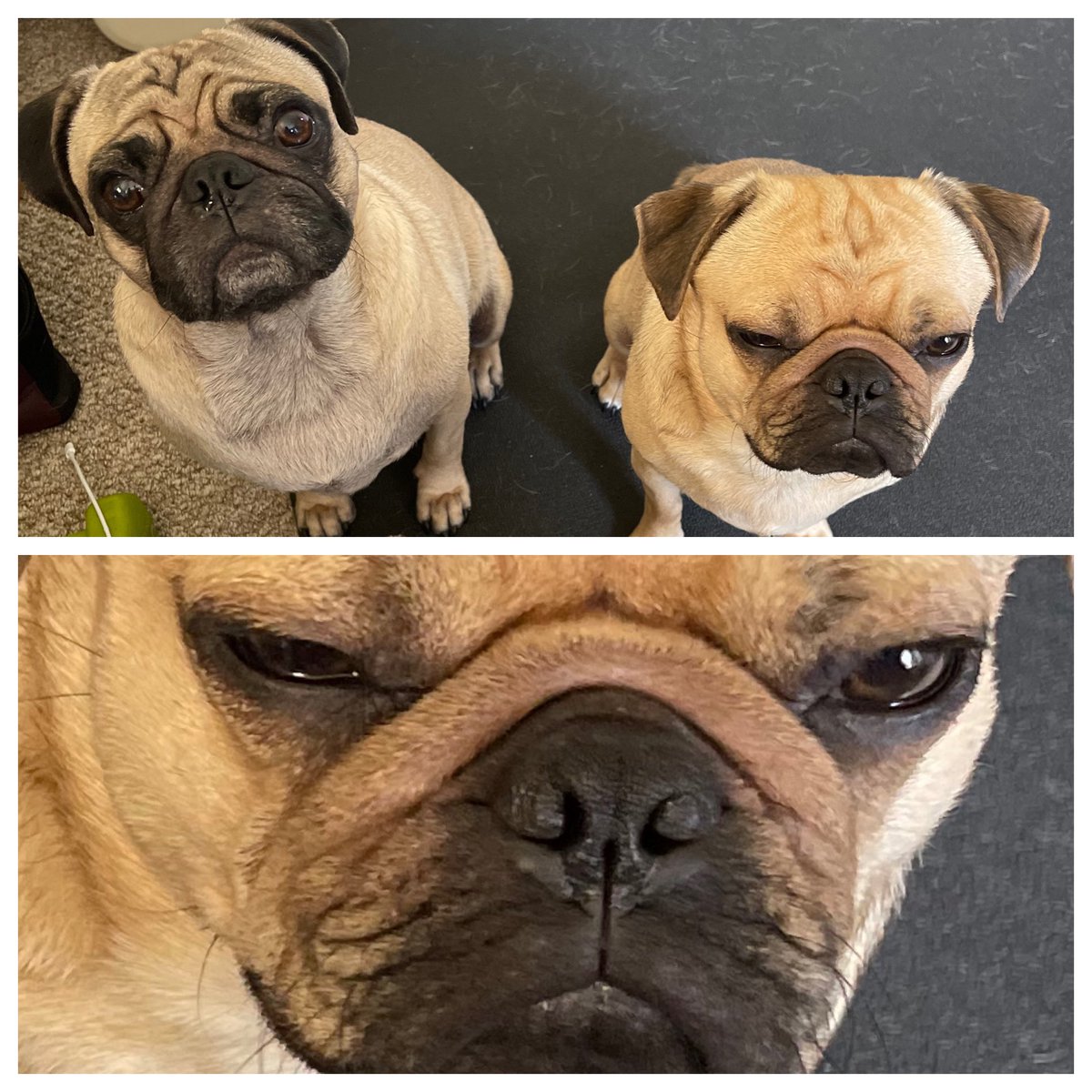 “Does my bruddah Zeppy do edibles?” 🤔🤫😵‍💫🤤😆😂🥰 #HendrixAndZeppy #pugsoftwitter #pugs #dogsoftwitter #puglife #dogs