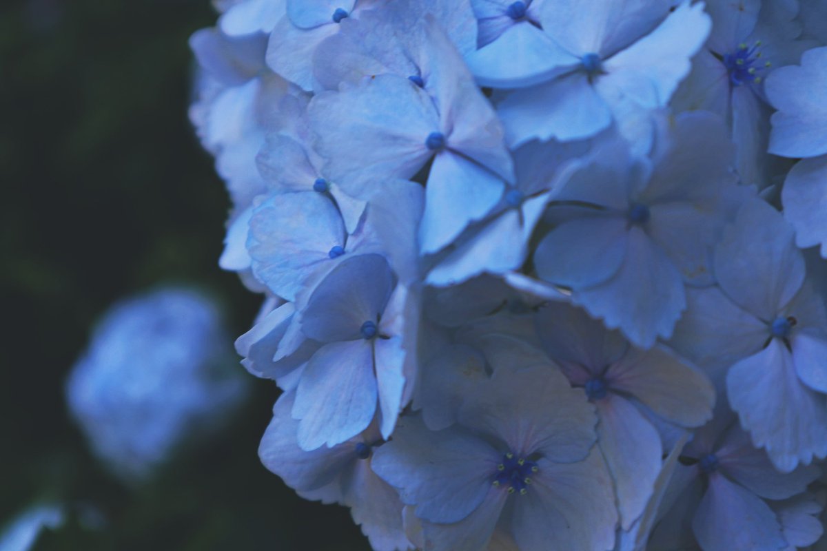 reeeei_0403's tweet photo. 紫陽花を撮りに行きました
#岡崎
#三ヶ根
#紫陽花
#本光寺
#紫陽花
#写真好きな人と繋がりたい
#カメラ好きな人と繋がりたい
#Canon
#kissM https://t.co/J5ajrvqnUK