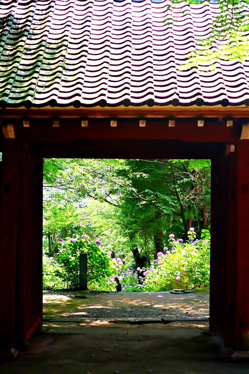 reeeei_0403's tweet photo. 紫陽花を撮りに行きました
#岡崎
#三ヶ根
#紫陽花
#本光寺
#紫陽花
#写真好きな人と繋がりたい
#カメラ好きな人と繋がりたい
#Canon
#kissM https://t.co/J5ajrvqnUK