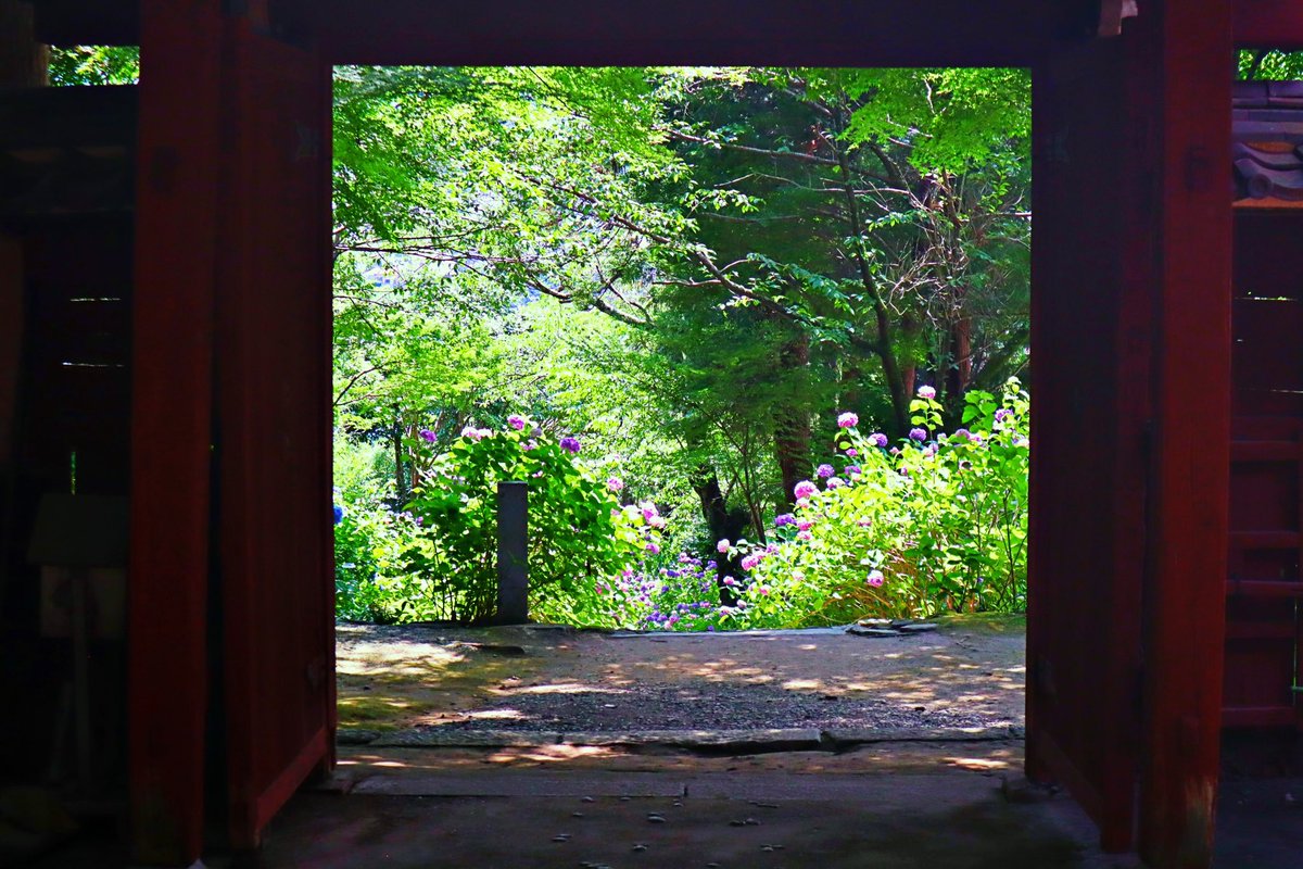 reeeei_0403's tweet photo. 紫陽花を撮りに行きました
#岡崎
#三ヶ根
#紫陽花
#本光寺
#紫陽花
#写真好きな人と繋がりたい
#カメラ好きな人と繋がりたい
#Canon
#kissM https://t.co/J5ajrvqnUK