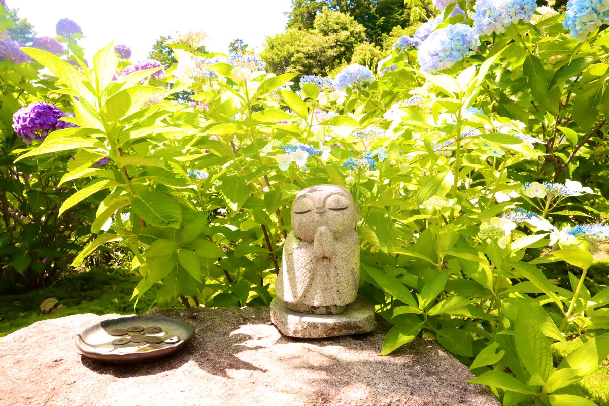 reeeei_0403's tweet photo. 紫陽花を撮りに行きました
#岡崎
#三ヶ根
#紫陽花
#本光寺
#紫陽花
#写真好きな人と繋がりたい
#カメラ好きな人と繋がりたい
#Canon
#kissM https://t.co/J5ajrvqnUK