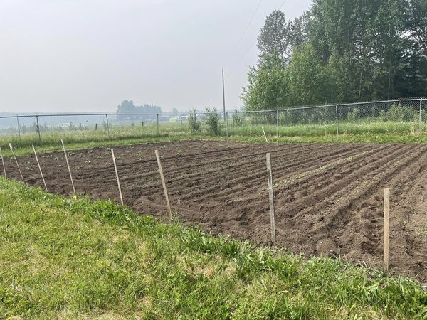 Susan_Rodeo's tweet photo. The garden was tilled yesterday, vegetables are all coming up and I'm sure everything is loving the rain....... https://t.co/aBHaAIUcCZ